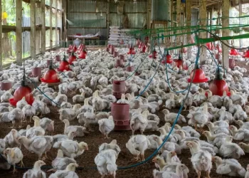 Incertidumbre por casos de gripe aviar en EU; California en estado de emergencia