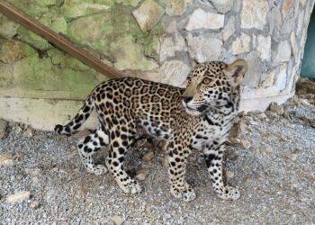 Llegan cachorros de jaguar al Parque Ecológico Biósfera El Cielo en Gómez Farías