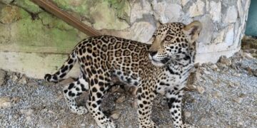 Llegan cachorros de jaguar al Parque Ecológico Biósfera El Cielo en Gómez Farías