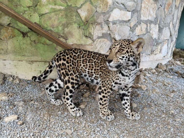 Llegan cachorros de jaguar al Parque Ecológico Biósfera El Cielo en Gómez Farías