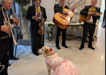 Familia celebra los XV años de su perrita con una fiesta especial y se viraliza