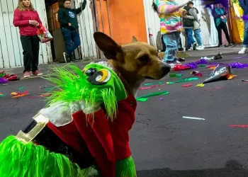 Aumentan reportes de extravíos de perros y gatos en fiestas de fin de año por pirotecnia
