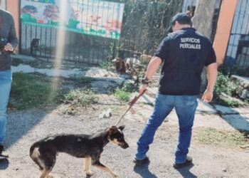 Realizan cateo en casa de Victoria por privación de la vida y crueldad animal