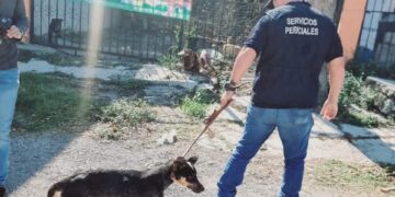 Realizan cateo en casa de Victoria por privación de la vida y crueldad animal