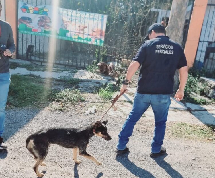 Realizan cateo en casa de Victoria por privación de la vida y crueldad animal