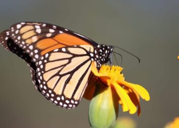 Trabaja Tamaulipas en seis programas de conservación de especies animales