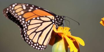 Trabaja Tamaulipas en seis programas de conservación de especies animales