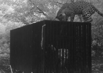 Instala Comisión de Parques y Biodiversidad de Tamaulipas collar de monitoreo en jaguar