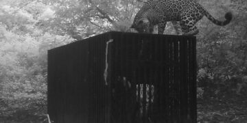 Instala Comisión de Parques y Biodiversidad de Tamaulipas collar de monitoreo en jaguar