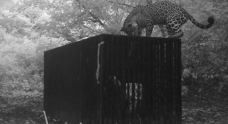 Instala Comisión de Parques y Biodiversidad de Tamaulipas collar de monitoreo en jaguar