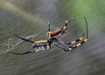 Señor pierde pierna tras ser mordido por una araña