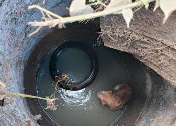 Rescatan a perrito, cayó a alcantarilla