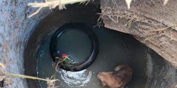 Rescatan a perrito, cayó a alcantarilla