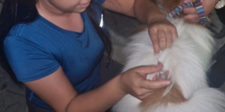 Promueve Municipio de Victoria protección animal