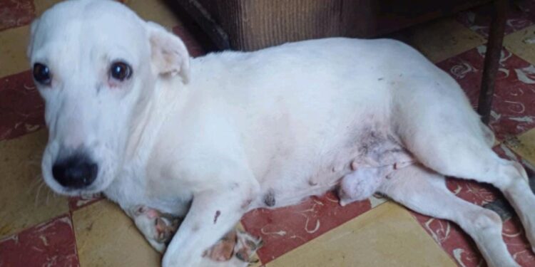 Promueve Municipio de Victoria protección animal