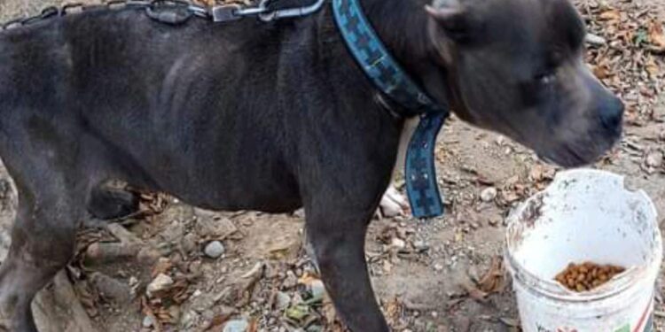 Promueve Municipio de Victoria protección animal