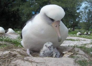 Wisdom, el ave más vieja del mundo, pone un huevo a los 74 años