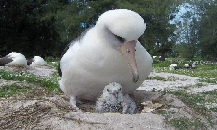 Wisdom, el ave más vieja del mundo, pone un huevo a los 74 años