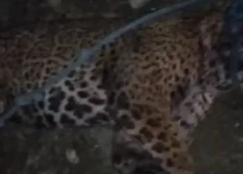 Hombre mata a jaguar en San Luis Potosí por ‘meterse con su ganado’