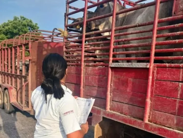Reportan presunto caso de gusano barrenador del ganado en Campeche.
