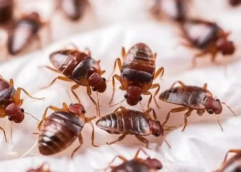 Descubren superchinches en Japón; resisten 20 mil veces más