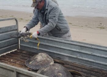 Rescata Comisión de Parques 40 tortugas verdes en playas
