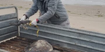 Rescata Comisión de Parques 40 tortugas verdes en playas