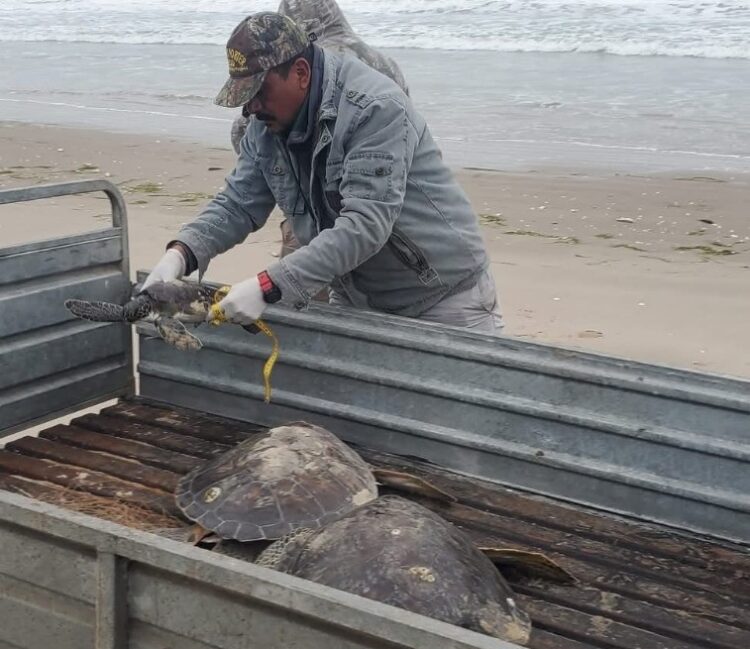 Rescata Comisión de Parques 40 tortugas verdes en playas