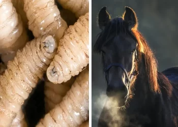 Suman 20 casos en curso de gusano barrenador en Chiapas; 2 caballos infectados