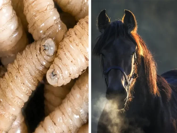 Suman 20 casos en curso de gusano barrenador en Chiapas; 2 caballos infectados