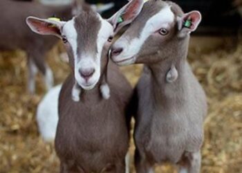 Prepara Turismo concursos en el Festival del Cabrito en Tula