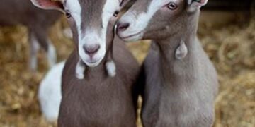 Prepara Turismo concursos en el Festival del Cabrito en Tula