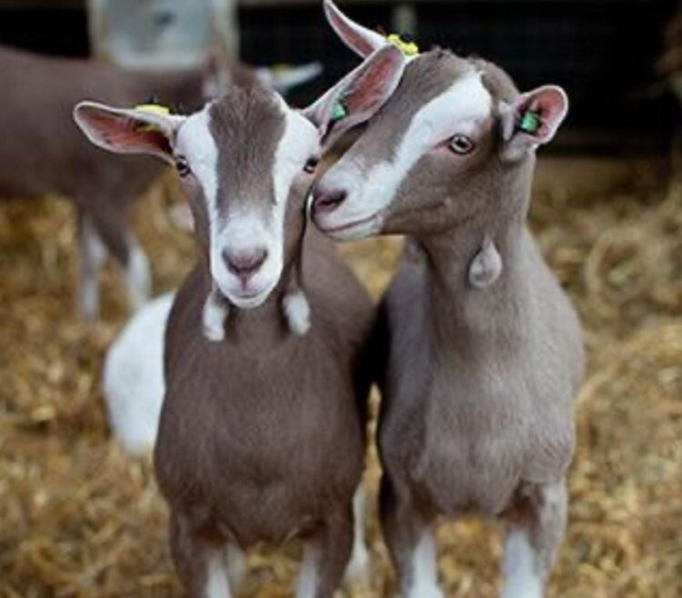 Prepara Turismo concursos en el Festival del Cabrito en Tula