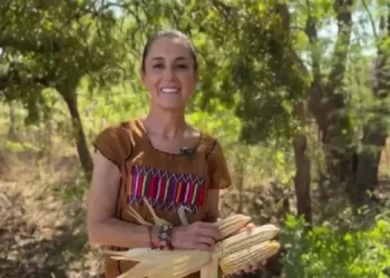 Envían a Congreso iniciativa para prohibir siembra de maíz transgénico