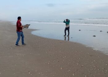 Regresan al mar 62 tortugas rescatadas durante frente frío 24 en costas de Tamaulipas