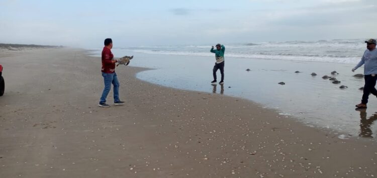 Regresan al mar 62 tortugas rescatadas durante frente frío 24 en costas de Tamaulipas
