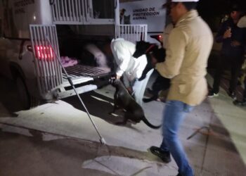 Rescatan a dos perros pitbull en estado de maltrato en colonia de Reynosa