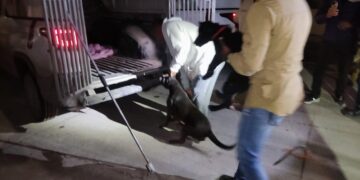 Rescatan a dos perros pitbull en estado de maltrato en colonia de Reynosa