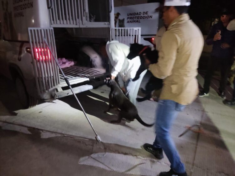 Rescatan a dos perros pitbull en estado de maltrato en colonia de Reynosa