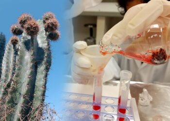 Investigadores de la UAT analizan potencial antioxidante de la cáscara de pitaya