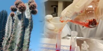 Investigadores de la UAT analizan potencial antioxidante de la cáscara de pitaya