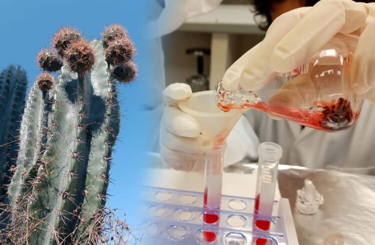 Investigadores de la UAT analizan potencial antioxidante de la cáscara de pitaya