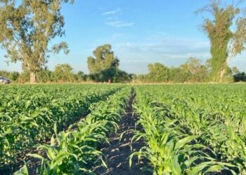 Impide dependencia de importaciones de maíz la soberanía alimentaria de México