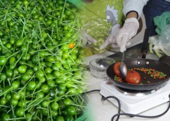 La UAT impulsa la preservación del chile piquín como símbolo de identidad regional