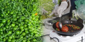 La UAT impulsa la preservación del chile piquín como símbolo de identidad regional