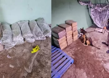 Decomisan más de 260 kilos droga durante cateos en Nuevo León