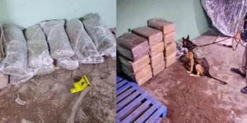 Decomisan más de 260 kilos droga durante cateos en Nuevo León