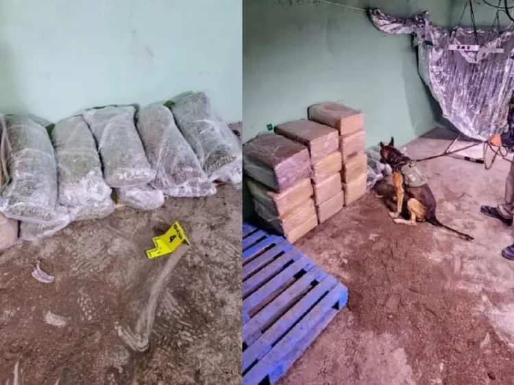 Decomisan más de 260 kilos droga durante cateos en Nuevo León