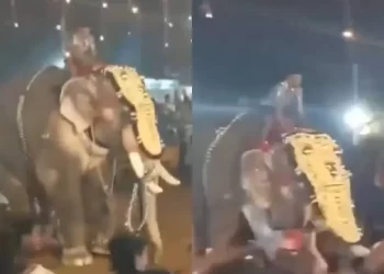 Elefante ataca a una multitud en un festival de la India; hay 23 heridos