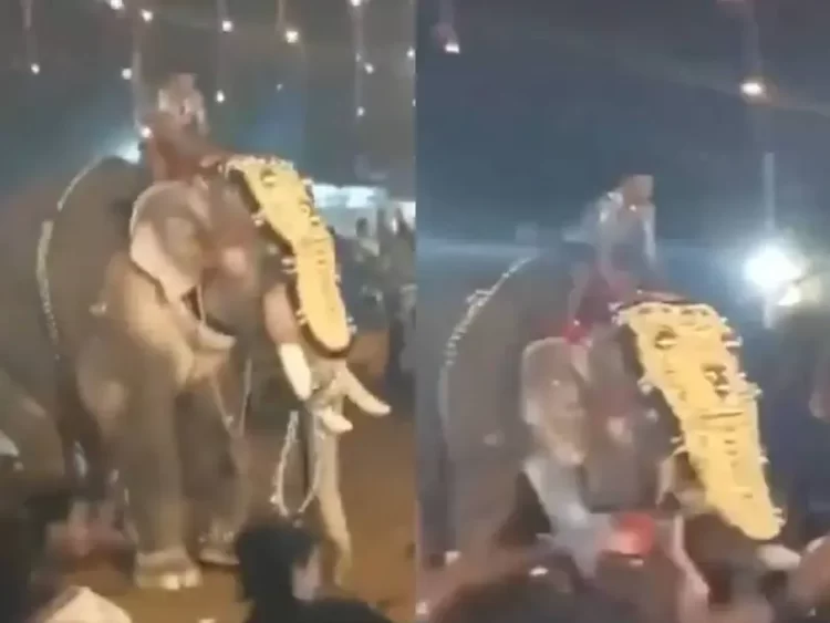 Elefante ataca a una multitud en un festival de la India; hay 23 heridos